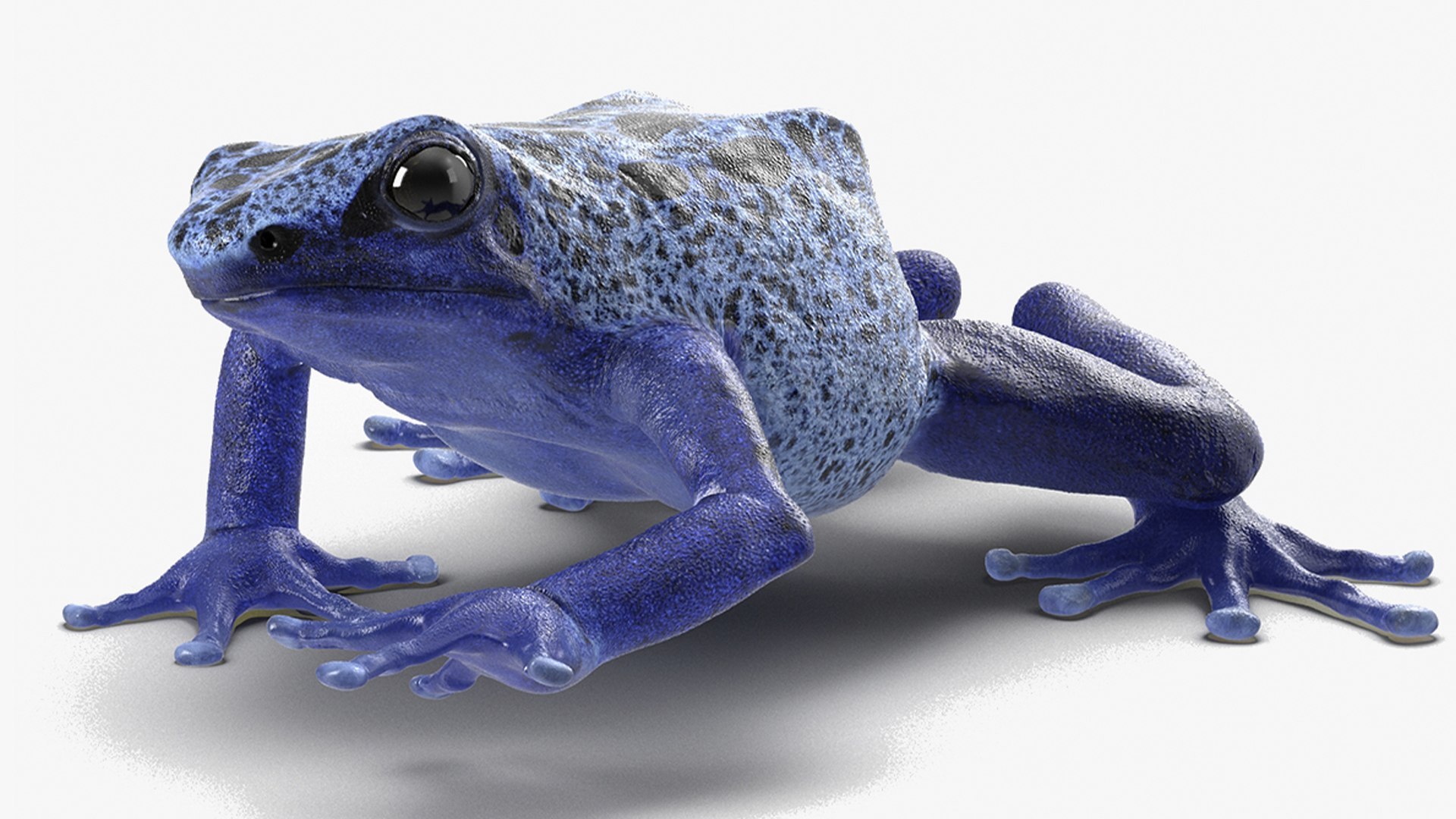 frogs rigged 3D https://p.turbosquid.com/ts-thumb/64/g6OUVs/sf/realistic_poison_dart_frog_rigged_008/jpg/1779947296/1920x1080/fit_q87/364e697e3bf7bb078328c60970f4a4a51d59f2a5/realistic_poison_dart_frog_rigged_008.jpg
