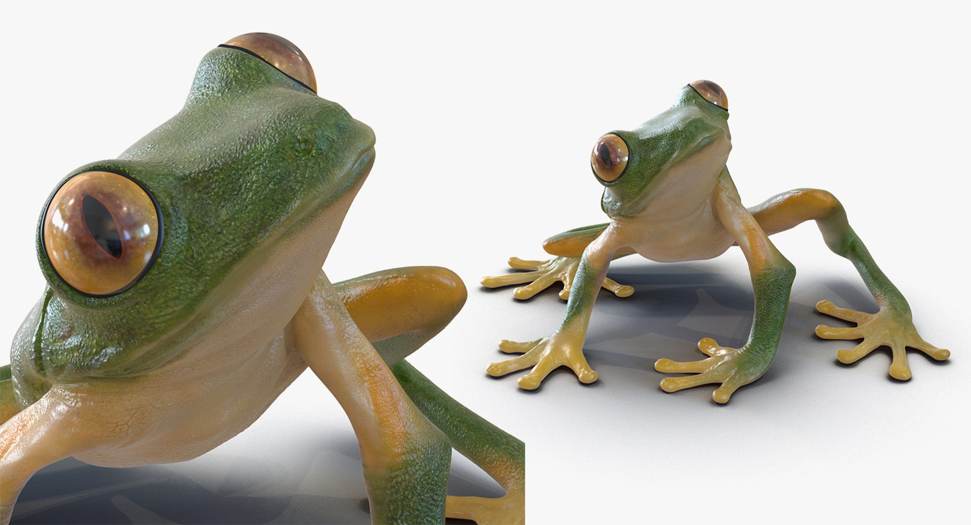 frogs rigged 3D https://p.turbosquid.com/ts-thumb/64/g6OUVs/txCjOEjz/riggedfrogscollection3dmodel011/jpg/1512536159/1920x1080/fit_q87/9dd8e0338d04f1bc6f9dd31d588dca8d30ca49c8/riggedfrogscollection3dmodel011.jpg