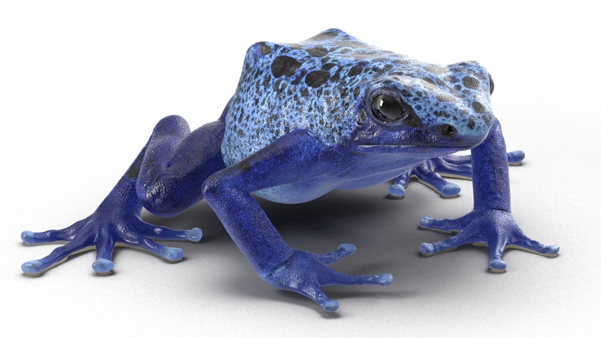 frogs rigged 3D https://p.turbosquid.com/ts-thumb/64/g6OUVs/vk/realistic_poison_dart_frog_rigged_009/jpg/1779947294/1920x1080/fit_q87/3df36d2266a1d535dcabf098e2161b939cd779f3/realistic_poison_dart_frog_rigged_009.jpg