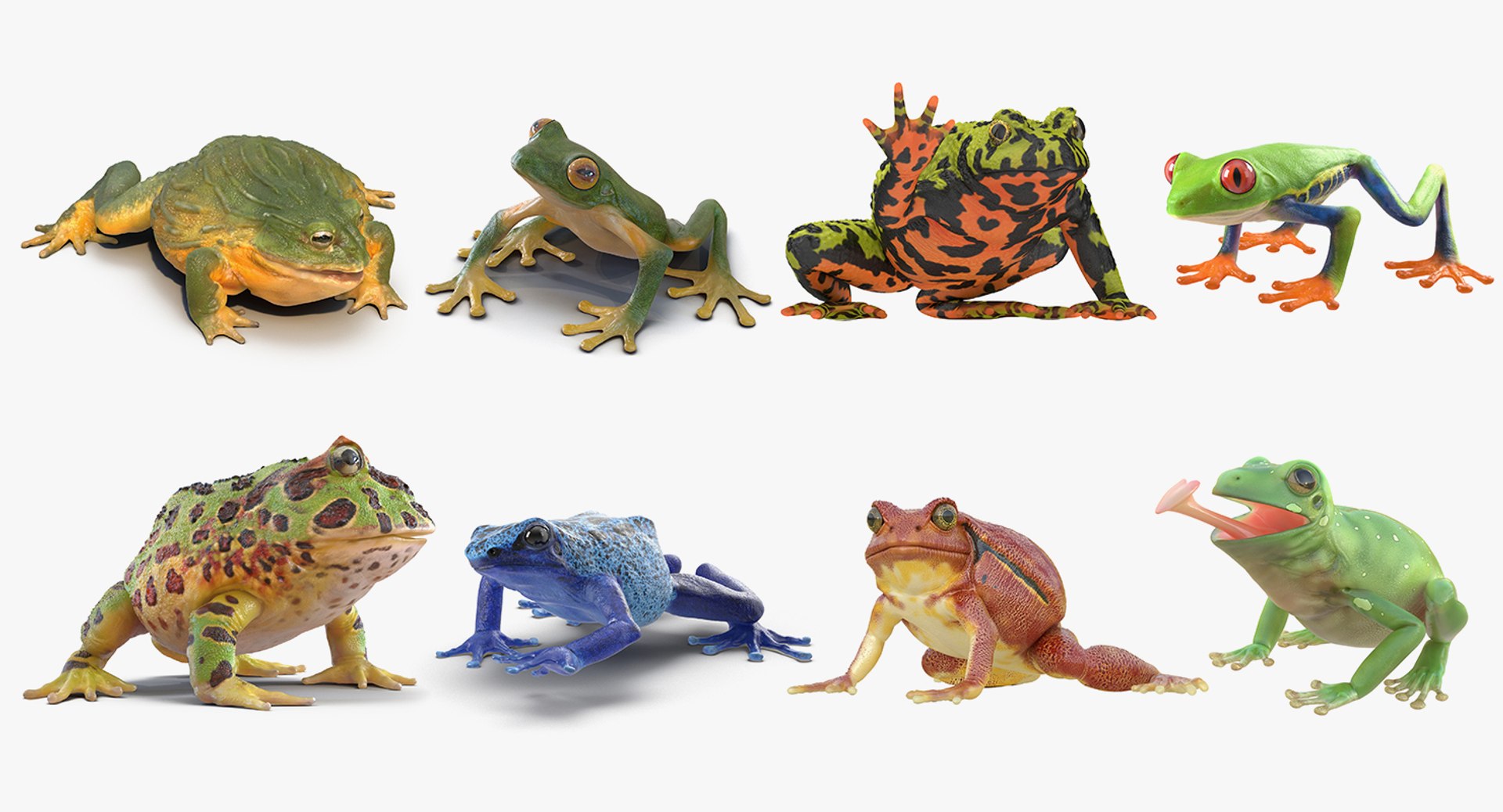 Frogs Rigged Collection for Maya 3D model preview