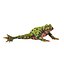 Frogs Rigged Collection for Maya