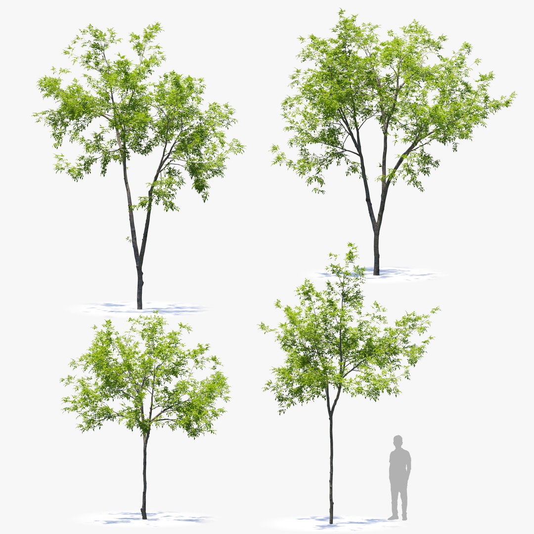 Ilex Pedunculosa - Longstalk Holly 3D Model - TurboSquid 2147141
