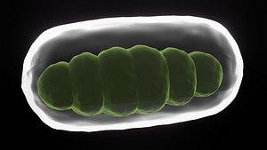 mitochondrion