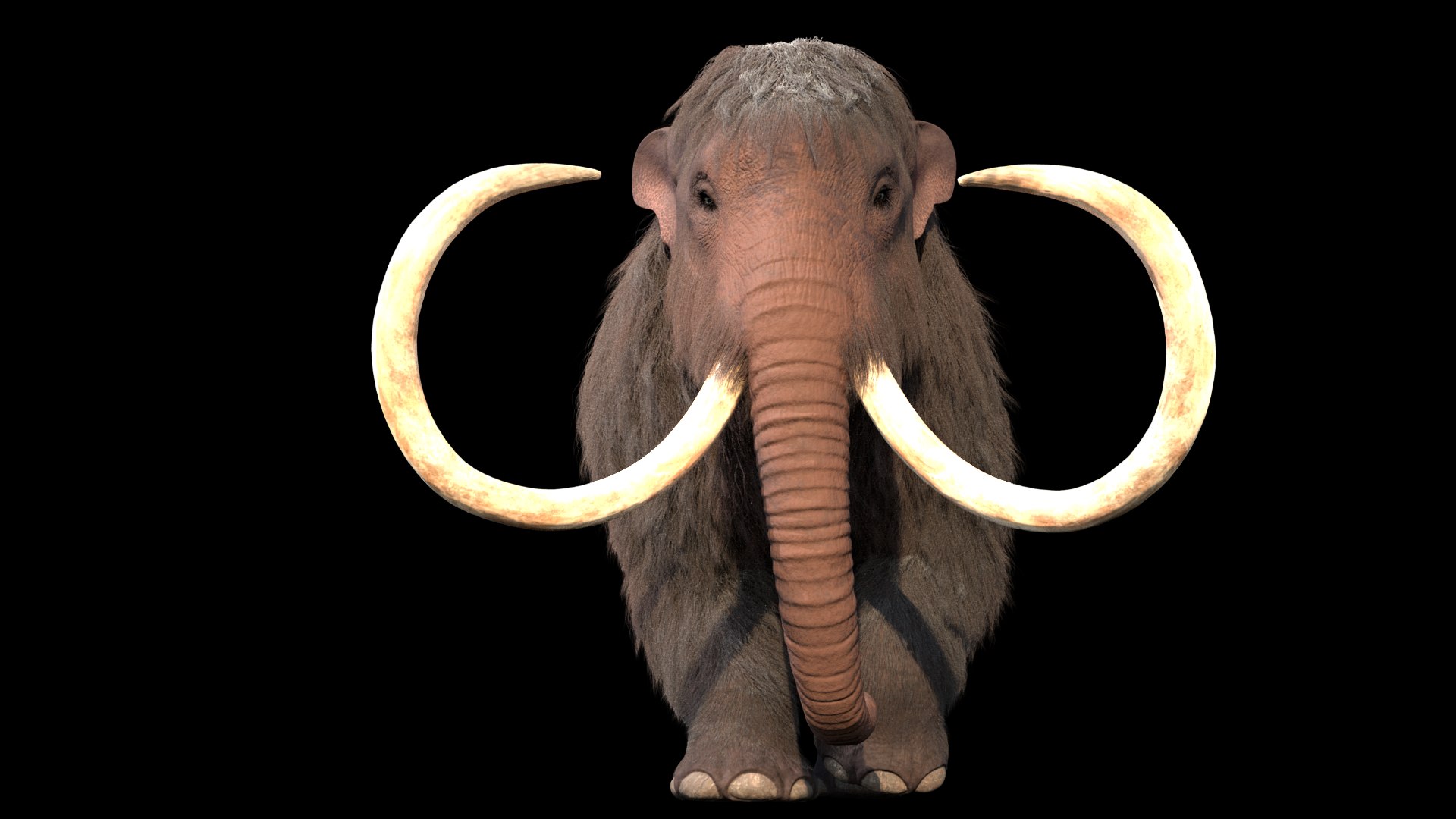3D mammuthus primigenius animate rig https://p.turbosquid.com/ts-thumb/64/iguk6Y/GG2hRIeC/renderfrontblack/png/1514741576/1920x1080/fit_q87/b86b05336ead3c612d00db90a9f3a5254a53c3f7/renderfrontblack.jpg
