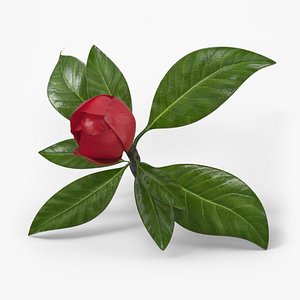 Red Magnolia Closed Bud with Green Leaves