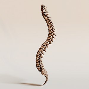 Human Spine - Detailed Anatomical Vertebrae Skeleton