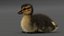 Duckling RIGGED