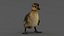 Duckling RIGGED