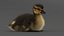 Duckling RIGGED