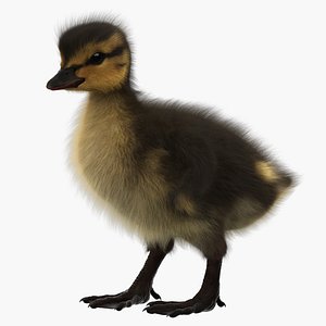 duckling rigged 3D