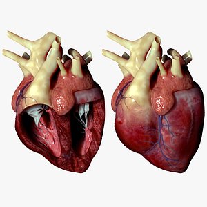 3D model ANIMATED DOG HEART