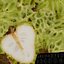 Cherimoya-Set