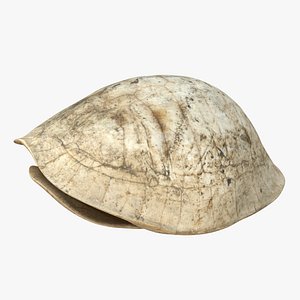Turtle Asian fossil