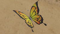 Butterfly