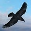 crow raven animation 3d model