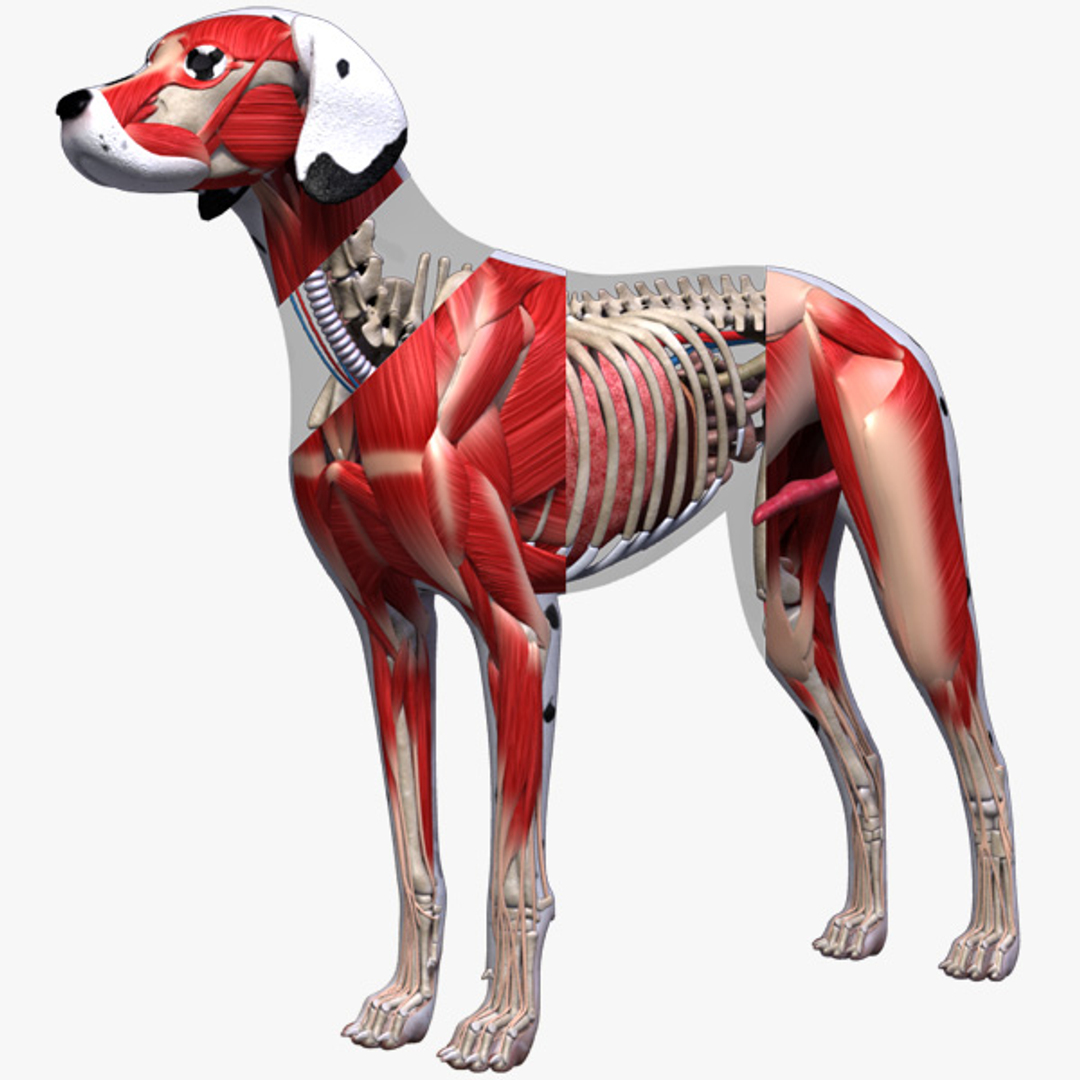 3 d собаки. Анатомическая модель собаки. Анатомическая модель мышц собаки. Мышцы собаки 3д модель. 3д собака мышцы.