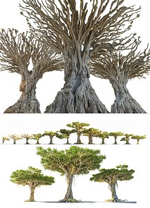 Dragon Tree Mega  Pack
