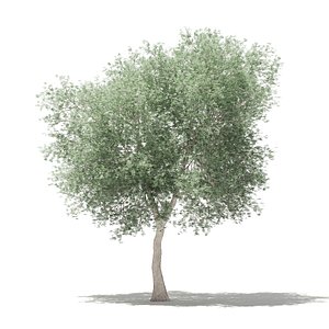 3D olive tree 6m