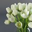 3d model white tulips