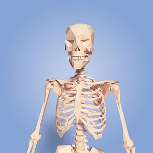Skeleton Cartoon Low Poly