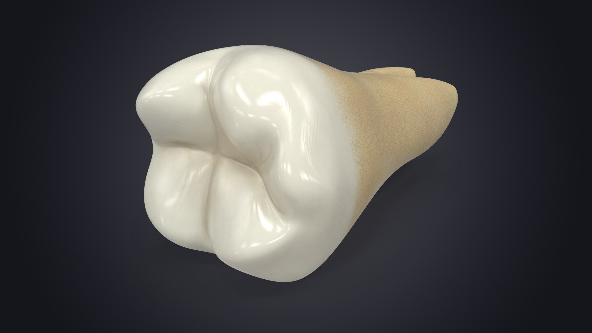 molar tooth 3d