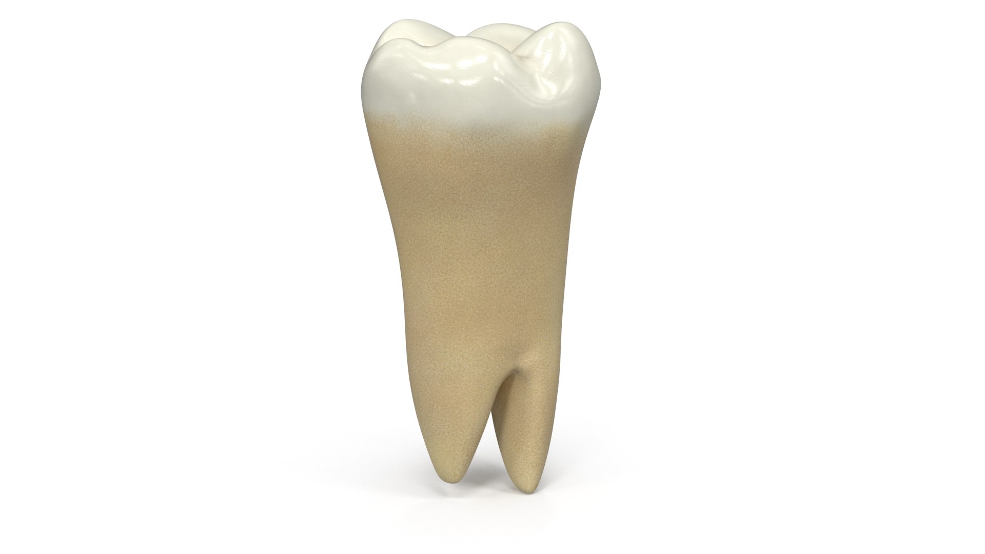 Human Teeth Lower Molar 3D Model - TurboSquid 1599239