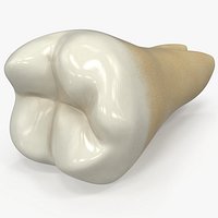 Human Teeth Lower Third Molar Wisdom