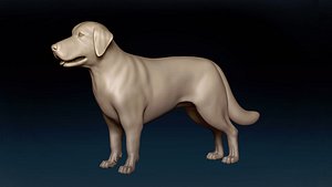 3D Labrador Retriever Base Mesh 3D model