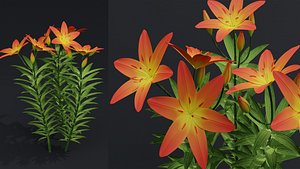Lilium Lily Plant 3D