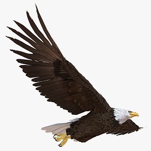 bald eagle pose 3 3d max