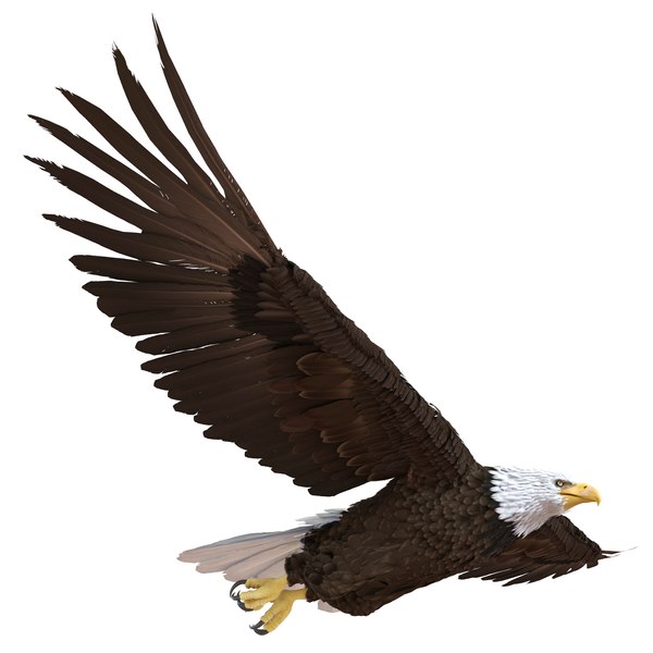 bald eagle pose 3 3d max