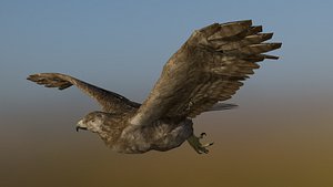 Black kite 3D