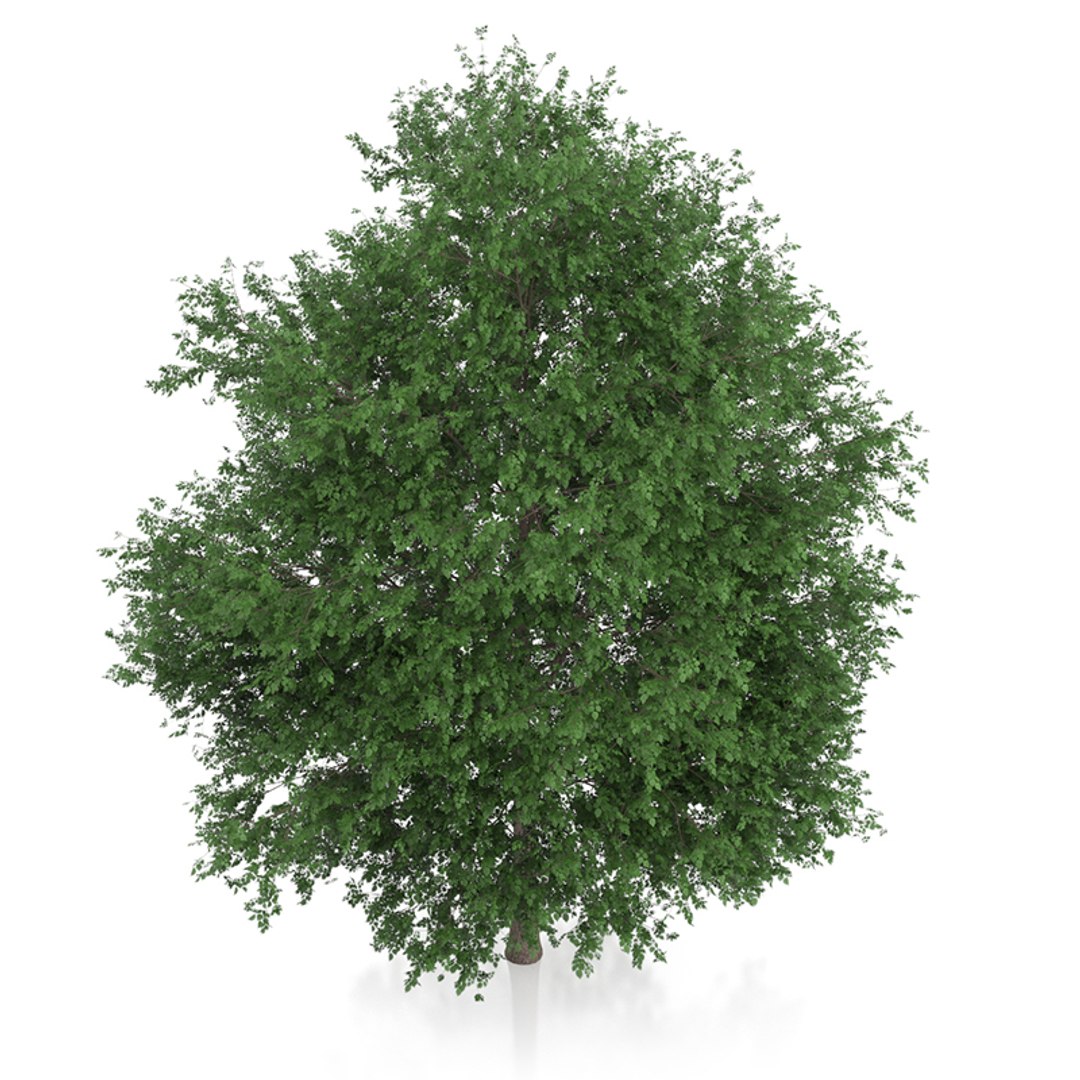 large-leaved lime tree tilia max