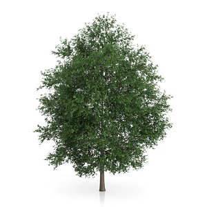 large-leaved lime tree tilia max