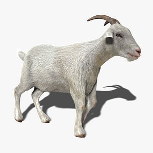 goat fur animation 3d model