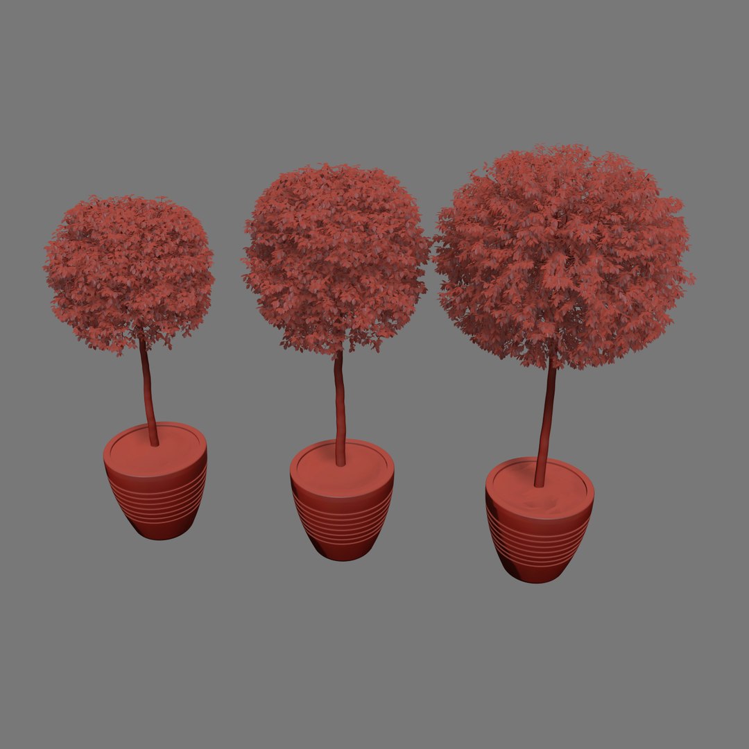 tree ficus max