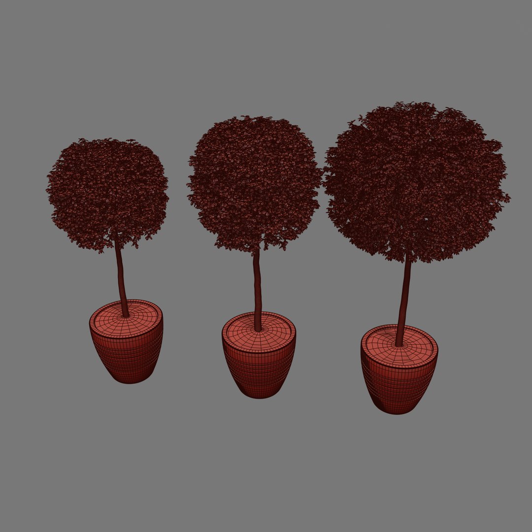 tree ficus max