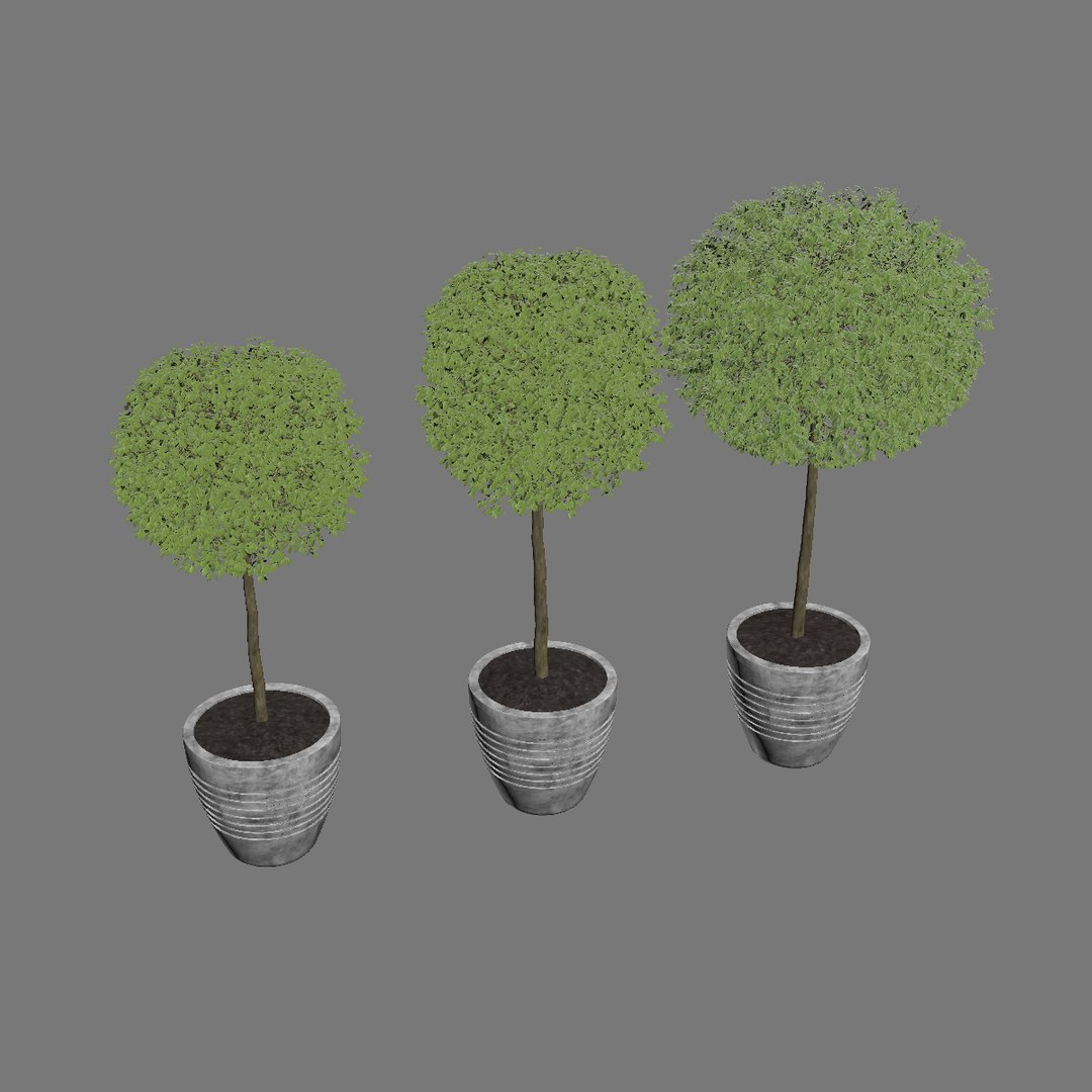 tree ficus max