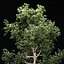 Animated Growing tree 3d model vol 100