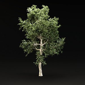 Animated Growing tree 3d model vol 100 3D model