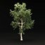 Animated Growing tree 3d model vol 100