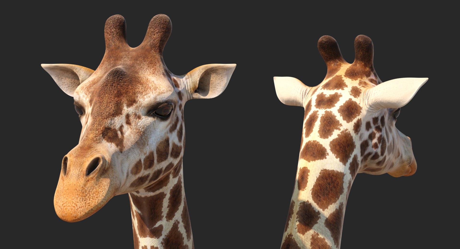 giraffe rigged 3D model https://p.turbosquid.com/ts-thumb/68/fo32ol/4qtQE3Ix/girafferiggedvray3dmodel011/jpg/1555969322/1920x1080/fit_q87/72b860d9b41d1230e63baa8e2d560895067fe1de/girafferiggedvray3dmodel011.jpg