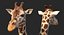 Giraffe Rigged for Maya