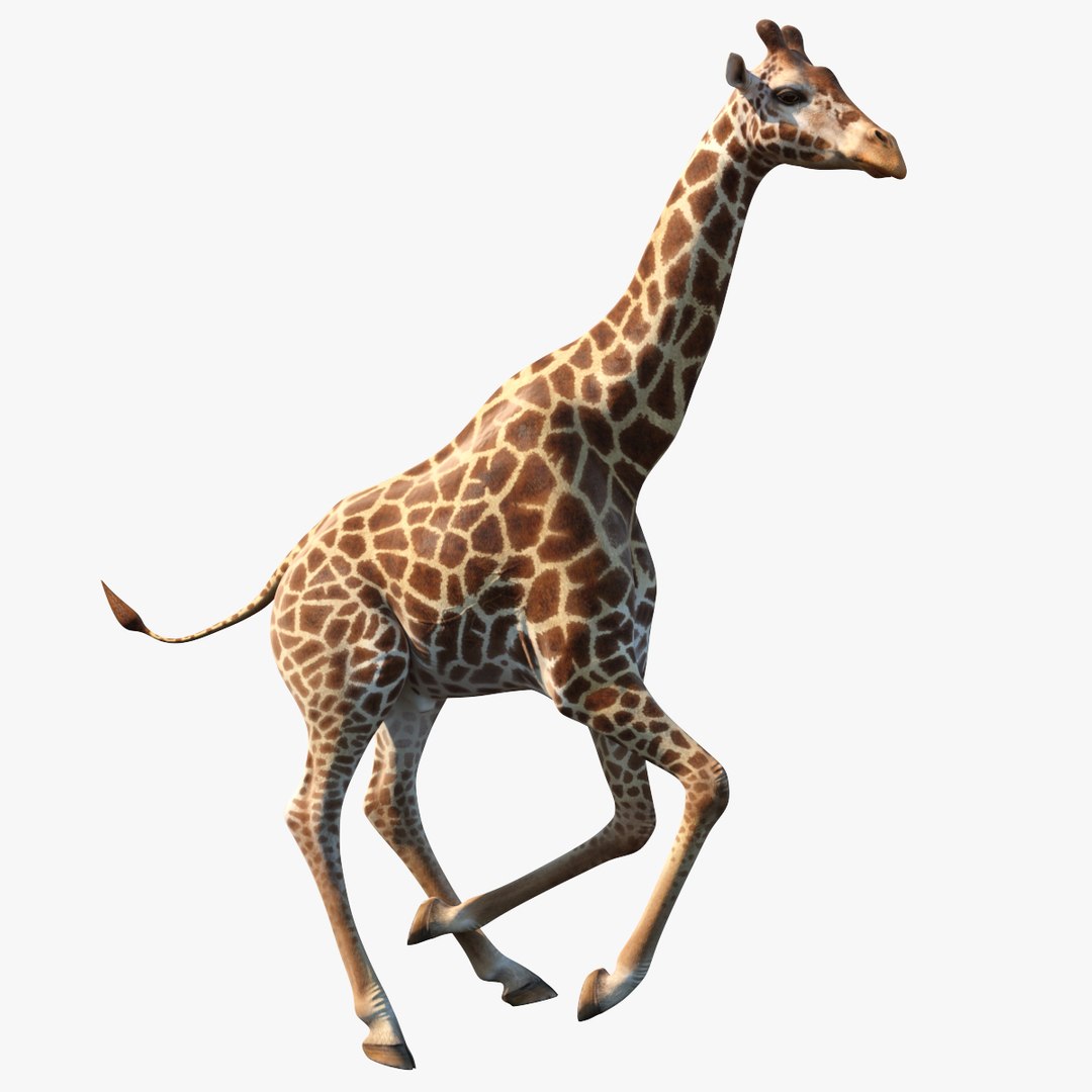 giraffe rigged 3D model https://p.turbosquid.com/ts-thumb/68/fo32ol/6HlEi3SN/giraffe_rigged_mb0/jpg/1575540477/1920x1080/fit_q87/9ce0bf8df67ab89d36da8477d28952b56de4a27f/giraffe_rigged_mb0.jpg