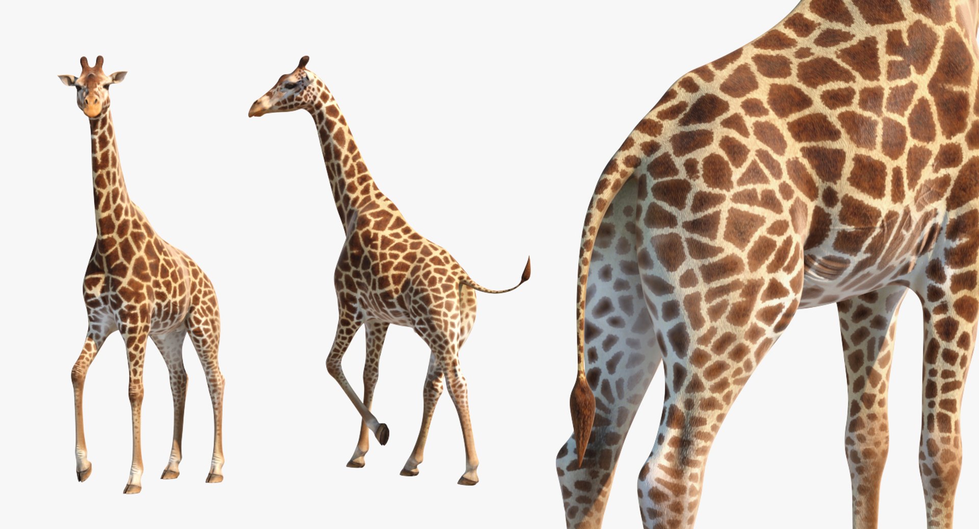 giraffe rigged 3D model https://p.turbosquid.com/ts-thumb/68/fo32ol/Bmi3EILh/girafferiggedvray3dmodel017/jpg/1555969347/1920x1080/fit_q87/1e1f98f0991542913d0fa4d7763aa0be613dc48d/girafferiggedvray3dmodel017.jpg