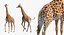 Giraffe Rigged for Maya