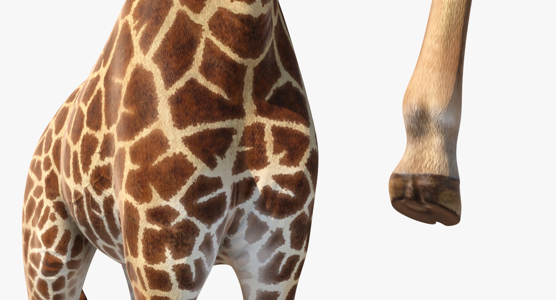 giraffe rigged 3D model https://p.turbosquid.com/ts-thumb/68/fo32ol/Kd4tfysp/girafferiggedvray3dmodel014/jpg/1555969336/1920x1080/fit_q87/38b044170612658cb6be6f201c7b9214250ea89c/girafferiggedvray3dmodel014.jpg
