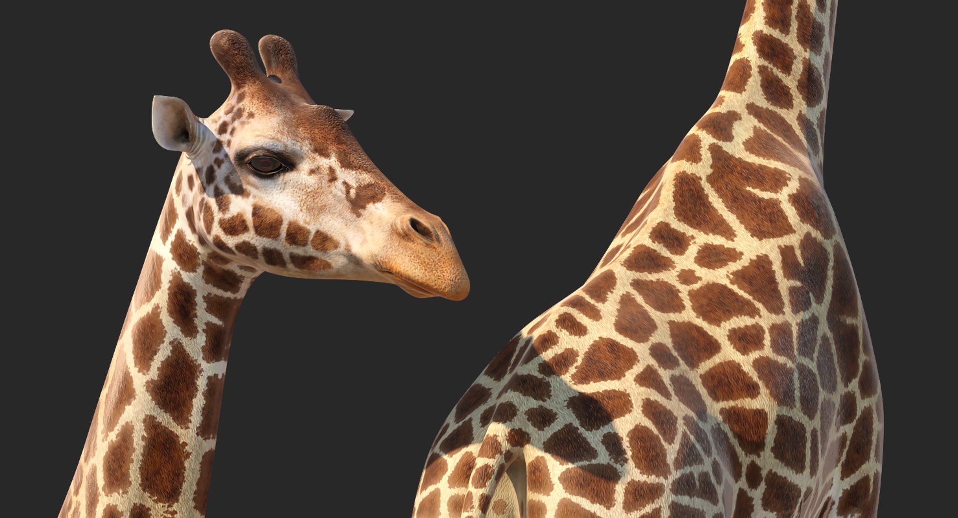 giraffe rigged 3D model https://p.turbosquid.com/ts-thumb/68/fo32ol/LKBIYuj4/girafferiggedvray3dmodel010/jpg/1555969316/1920x1080/fit_q87/04279479c07169ed6f27e3f84cc14fae0768384a/girafferiggedvray3dmodel010.jpg