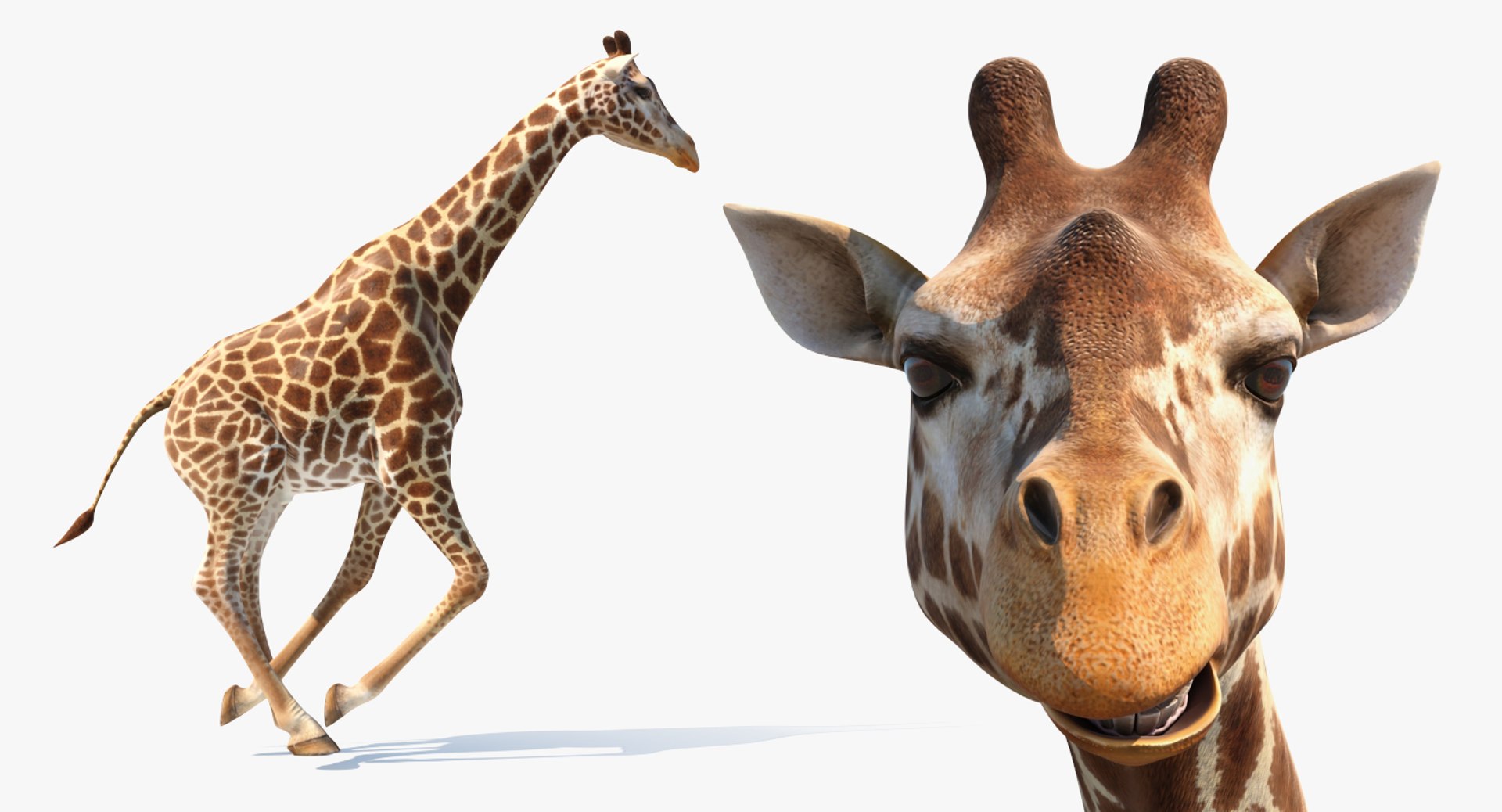 giraffe rigged 3D model https://p.turbosquid.com/ts-thumb/68/fo32ol/PU9goV0k/girafferiggedvray3dmodel009/jpg/1555969311/1920x1080/fit_q87/3bb6518642aef21557c5c235474f2c3169fe46aa/girafferiggedvray3dmodel009.jpg