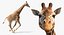 Giraffe Rigged for Maya